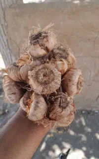 پیاز سرزمین خریداریم