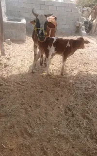 گاو زایده