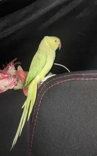 طوطی نر