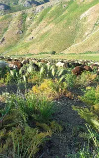 گوسفند باجی