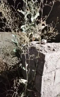 کاه گندم وجو