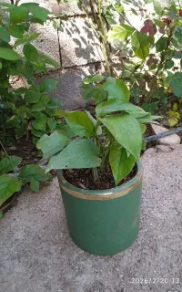 گل طبیعی