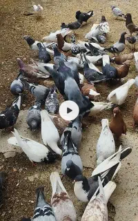 پرنده کبوتر رنگی آلمانی