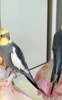 عروس هلندی نر سخنگو