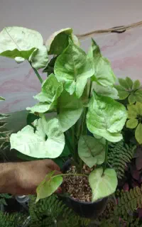 حراج ویژه گیاهان آپارتمانی