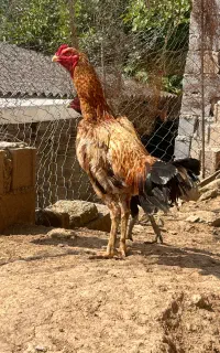 خروس لاری نسل معتبر