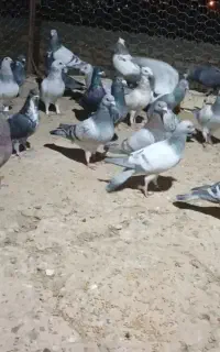 ۳۰عدد نر سوراخ