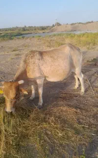 فروش گوساله آبستن