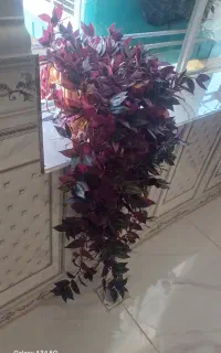 گل‌‌خوش‌رنگ