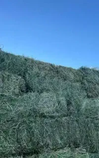 فروش یونچه