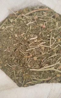 اسپند تازه