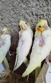 عروس‌هلندی‌سرلاکی