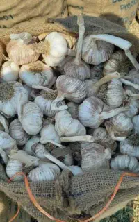 سیر بذری خشک