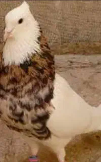 کفتر دوتا ماده
