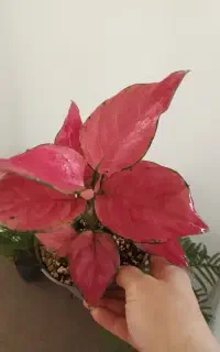 قرمز آگلونما
