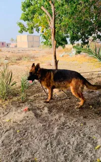 سگ ژرمن