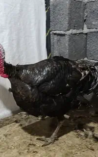 بوقلمون نر محلی اصل اصل