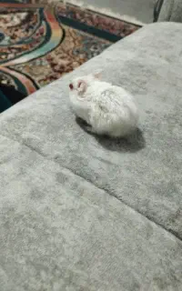 همستر