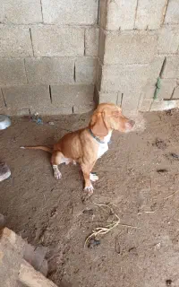 توله شکاری ۸ ماهه