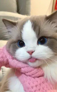 گربه خانگی تربیت شده ب صورتی امانت واگذار می شود