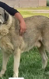سگ پژدر گمشده
