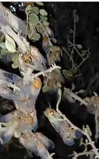 جیرجیرو