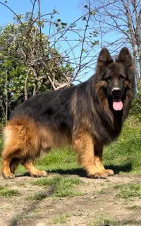 ژرمن شولاین کینگ