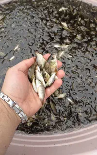 استخر پرورش ماهی کپور