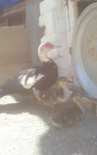 فروش ومعاوضه اردک اسراییلی مرغ وخروس جوان،درفریمان