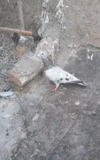 کبوتر پرشی کبوترسبز گمشده