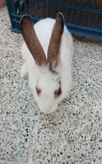 خرگوش