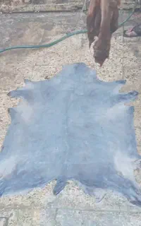 پوست درجه ۱ تمیز شده