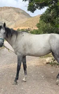 مادیان ترکمن