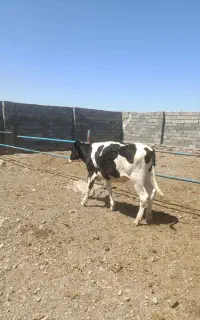 تلیسه گوساله ماده