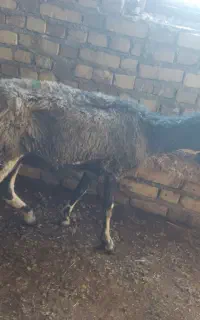 میش قیمت مناسب