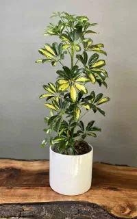 کاشت و جابجایی انواع گل درخت..