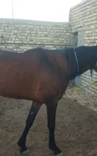 اسب