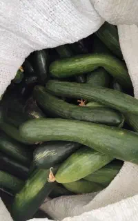 خیار زنجان چایی تازه