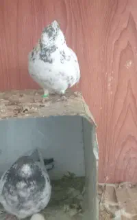 کبوتر نرو ماده