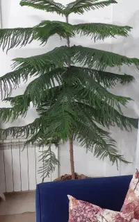 کاج مطبق