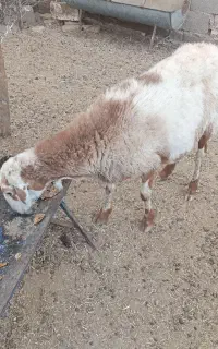 میش بزغاله