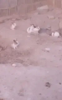 خرگوش