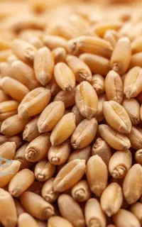 گندم برات بذری بدون بوجاری خیلی تمیز
