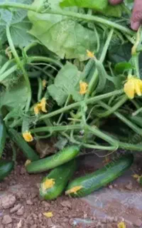 چن نفر نیرو دائمی برای چیدن خیار