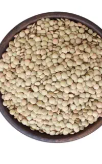 عدس