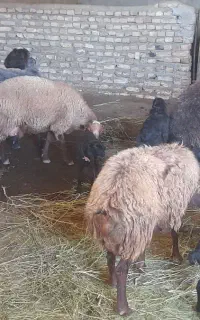 گوسفند