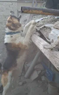 سگ نگهبان