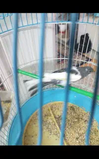 قناری نر مست۰سوپر ودرشت
