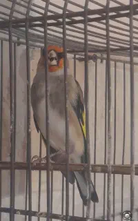سهره کرمانی