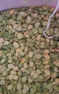 باقله